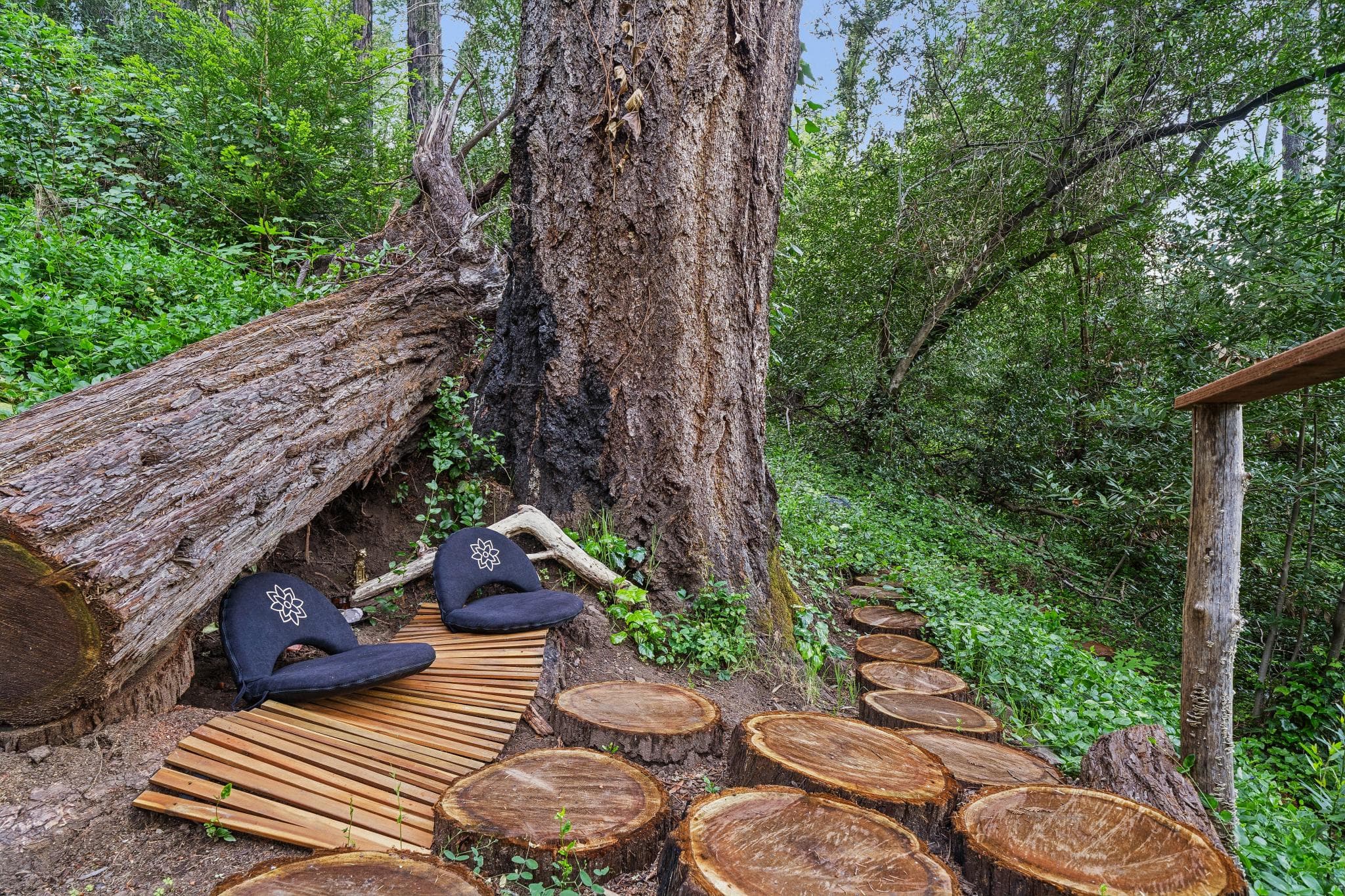 Morning sun filtering through ancient redwoods onto the meditation trail
